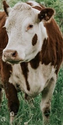 cropped cropped cropped pexels photo 15091742.jpeg