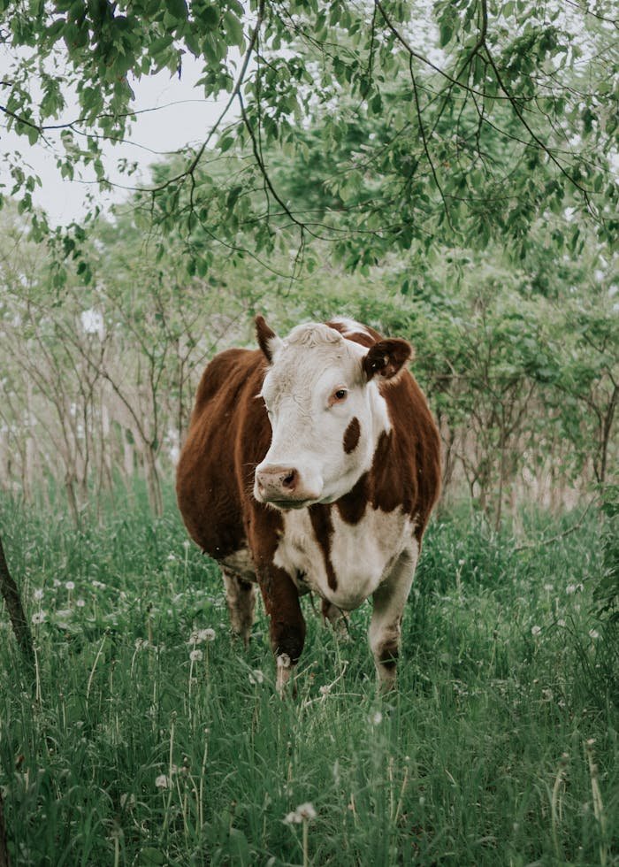 A serene image of a brown and white cow standing amidst lush greenery under a shady tree.