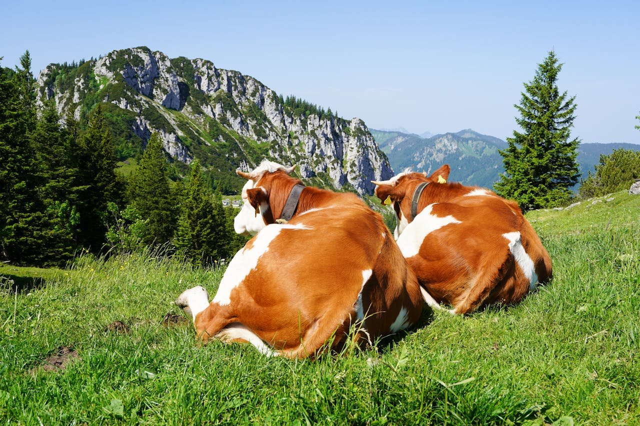 Brown cows resting in the scenic alpine meadows of Aschau im Chiemgau, Bavaria.