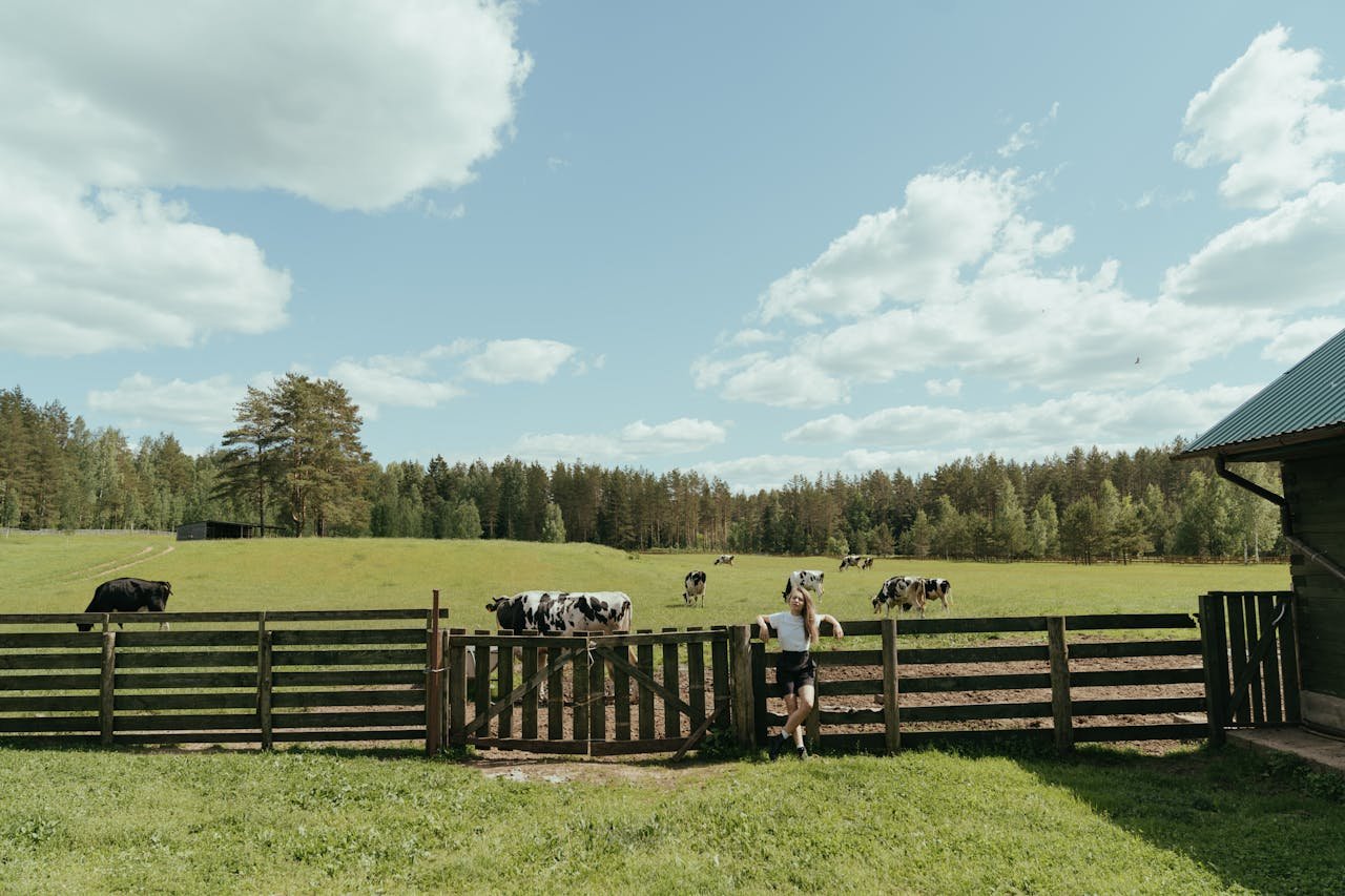 Idyllic summer scene of cows grazing in a lush, open field under a bright sky.