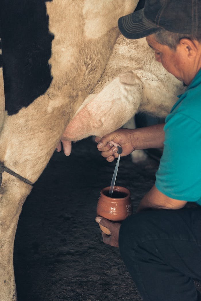A farmer manually milking a cow inside a barn, capturing traditional dairy farming methods.